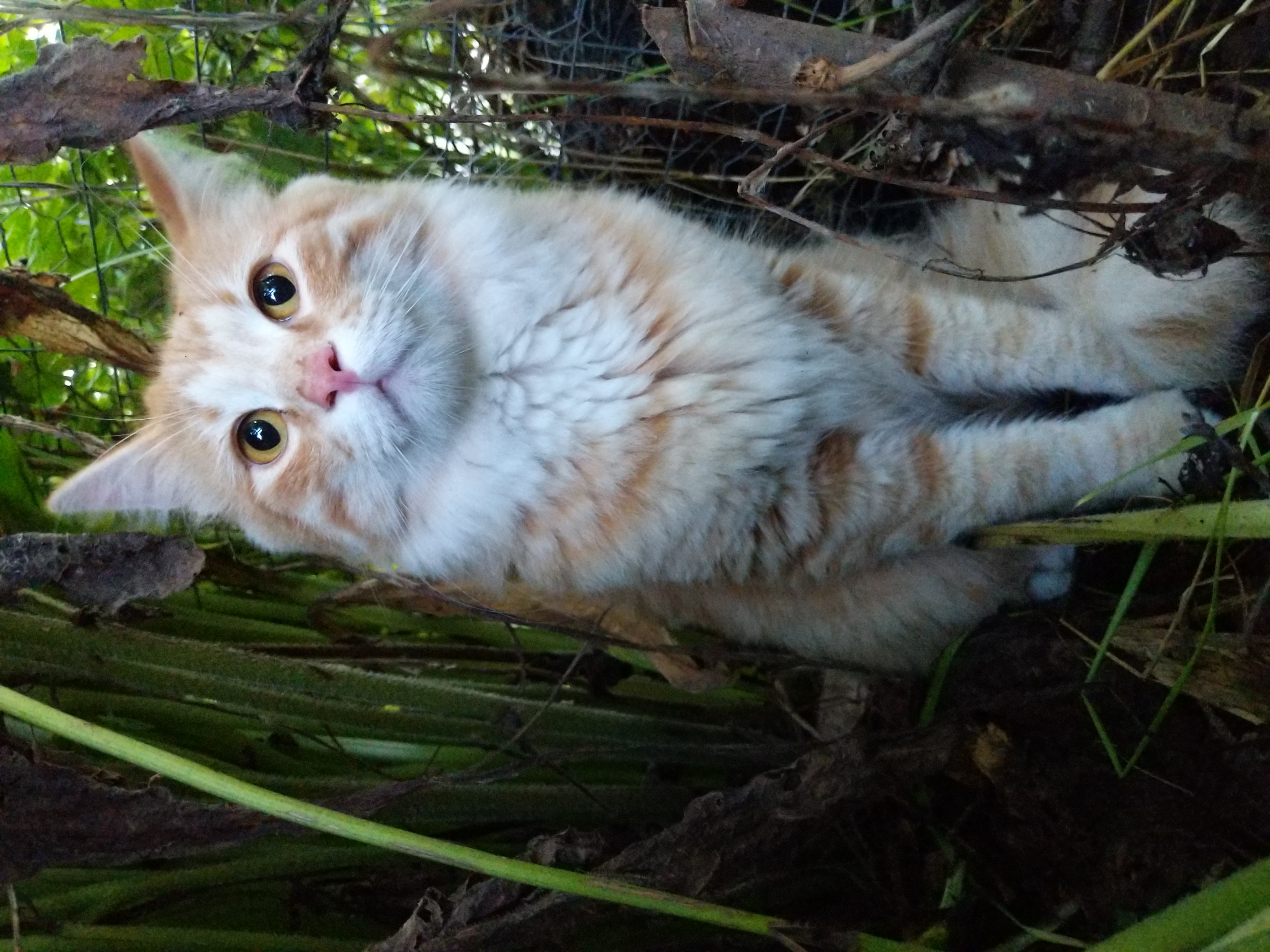 A photo of an actual cat.